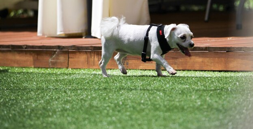 Factores a considerar al momento de elegir cesped artificial para tu mascota