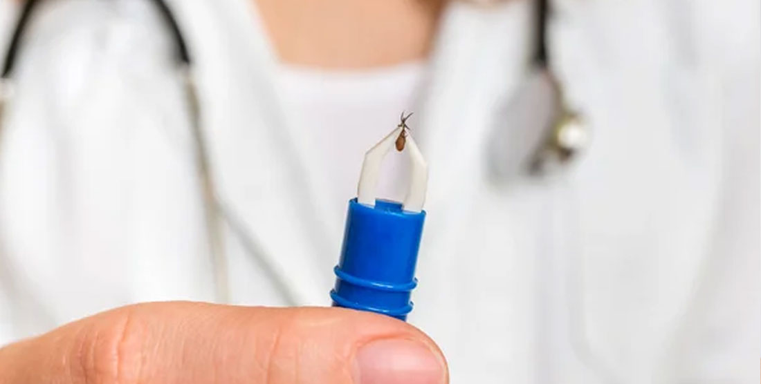 Etapas clínicas de la enfermedad