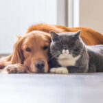 ¿Sabías que la humedad también afecta a tus mascotas?