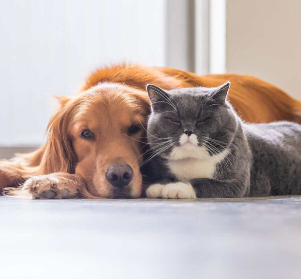¿Sabías que la humedad también afecta a tus mascotas?