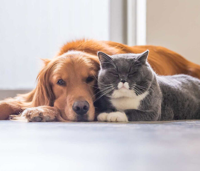 ¿Sabías que la humedad también afecta a tus mascotas?