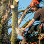 La poda de abril: claves estratégicas para potenciar la salud de tus árboles