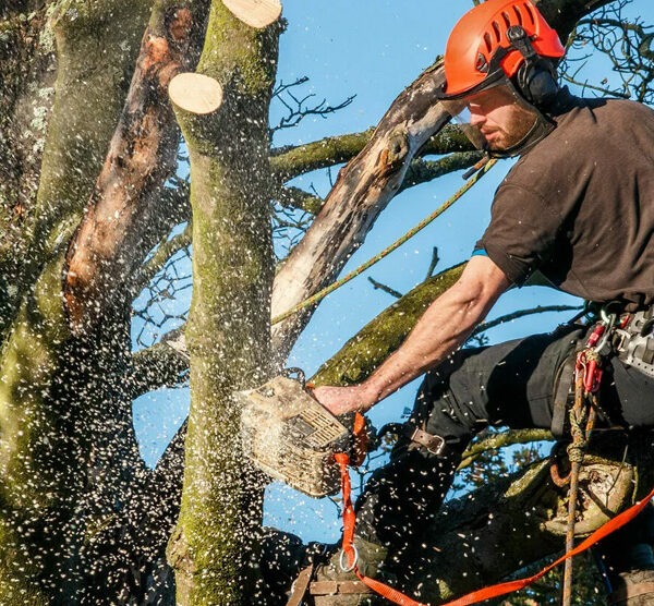 La poda de abril: claves estratégicas para potenciar la salud de tus árboles