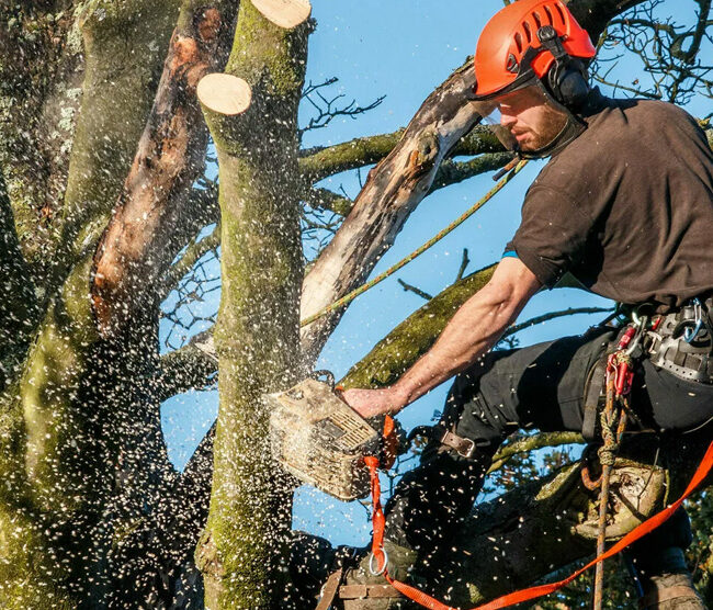 La poda de abril: claves estratégicas para potenciar la salud de tus árboles