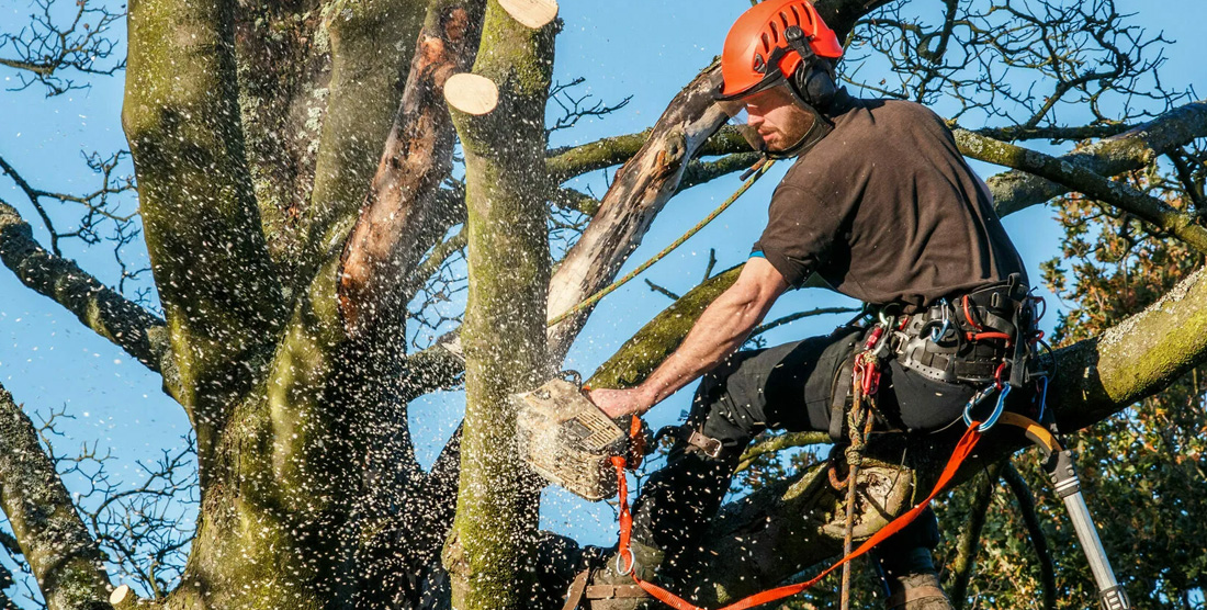 La poda de abril: claves estratégicas para potenciar la salud de tus árboles