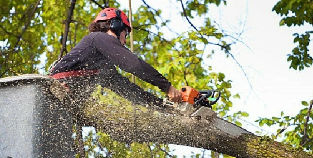 Todo lo que debes saber sobre la poda de árboles en abril Todo lo que debes saber sobre la poda de árboles en abril